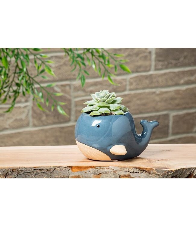 Abbott Blue Whale Planter 3" H