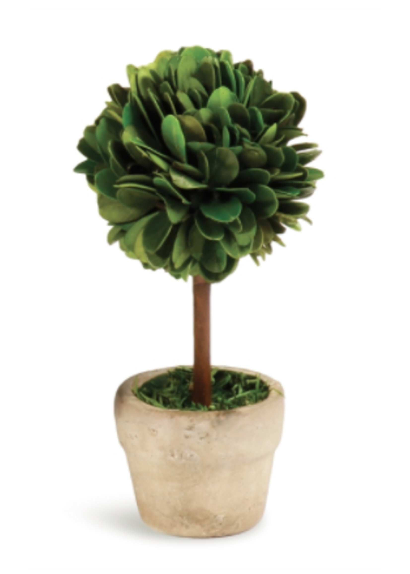 Boxwood Topiary Mini - Small Tree Single (Round Pot)