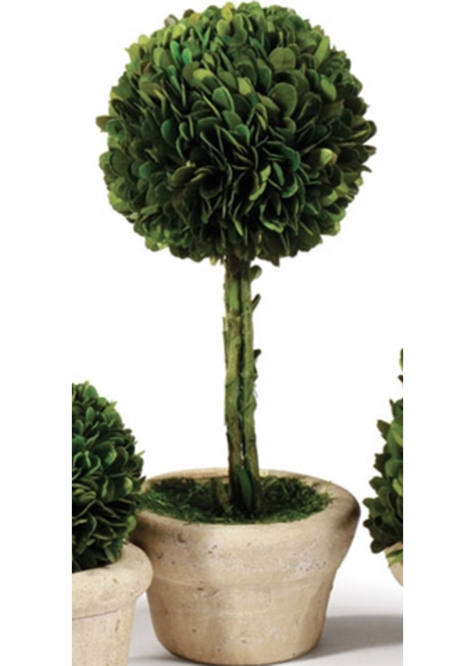 Boxwood Topiary Mini - Large Tree Single