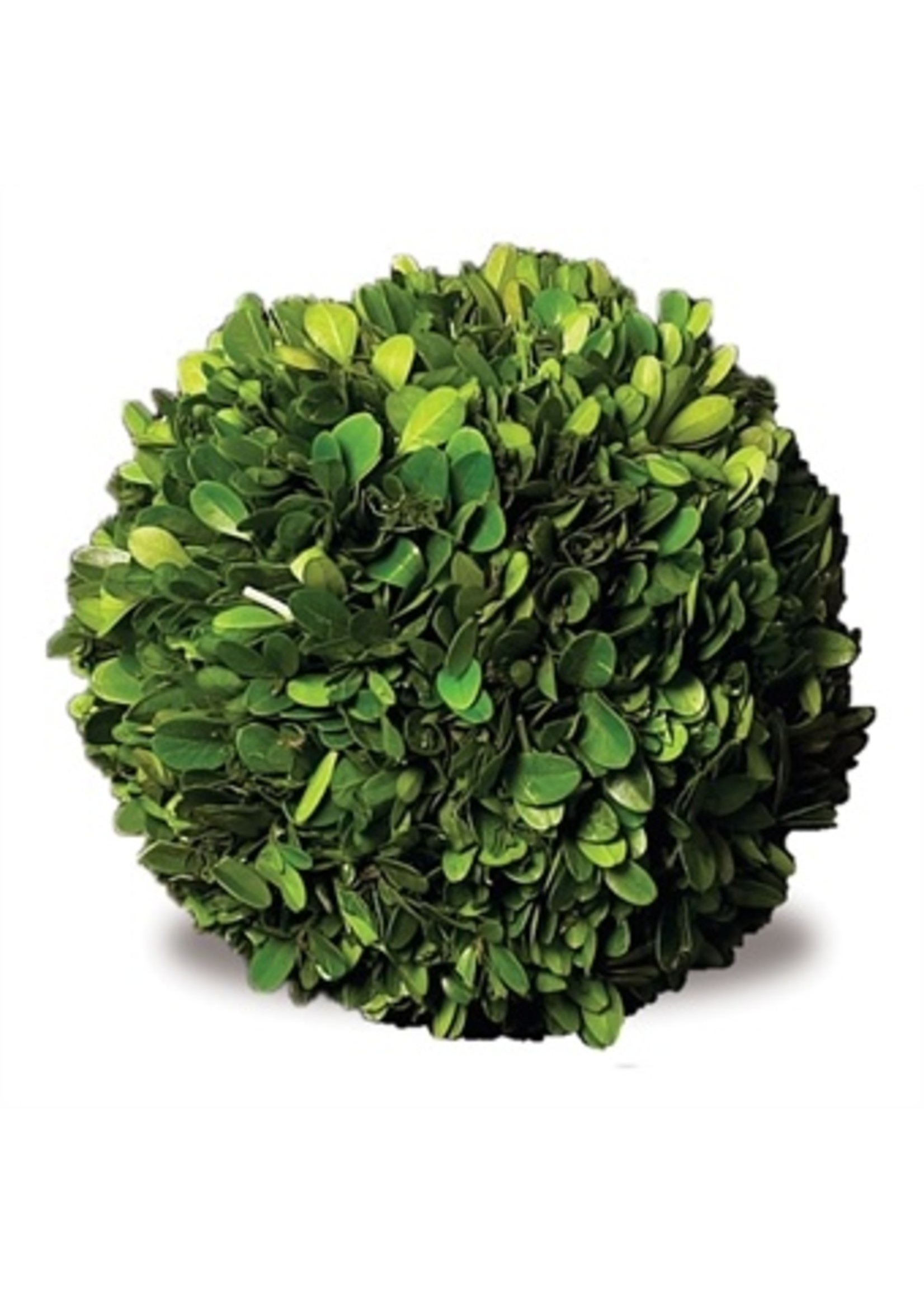 Boxwood Topiary - Preserved Ball 10"