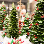 Preserved Trees & Holiday Decor