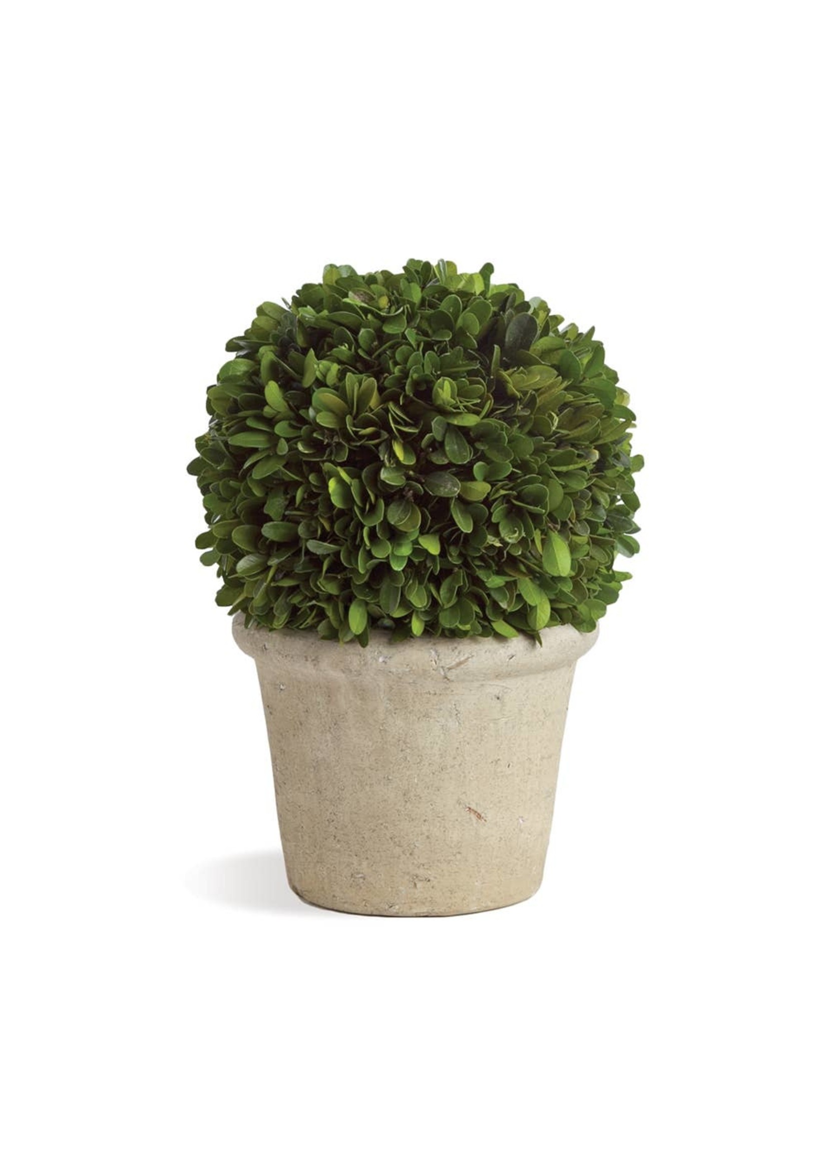 Boxwood Topiary - 8" Ball in Pot
