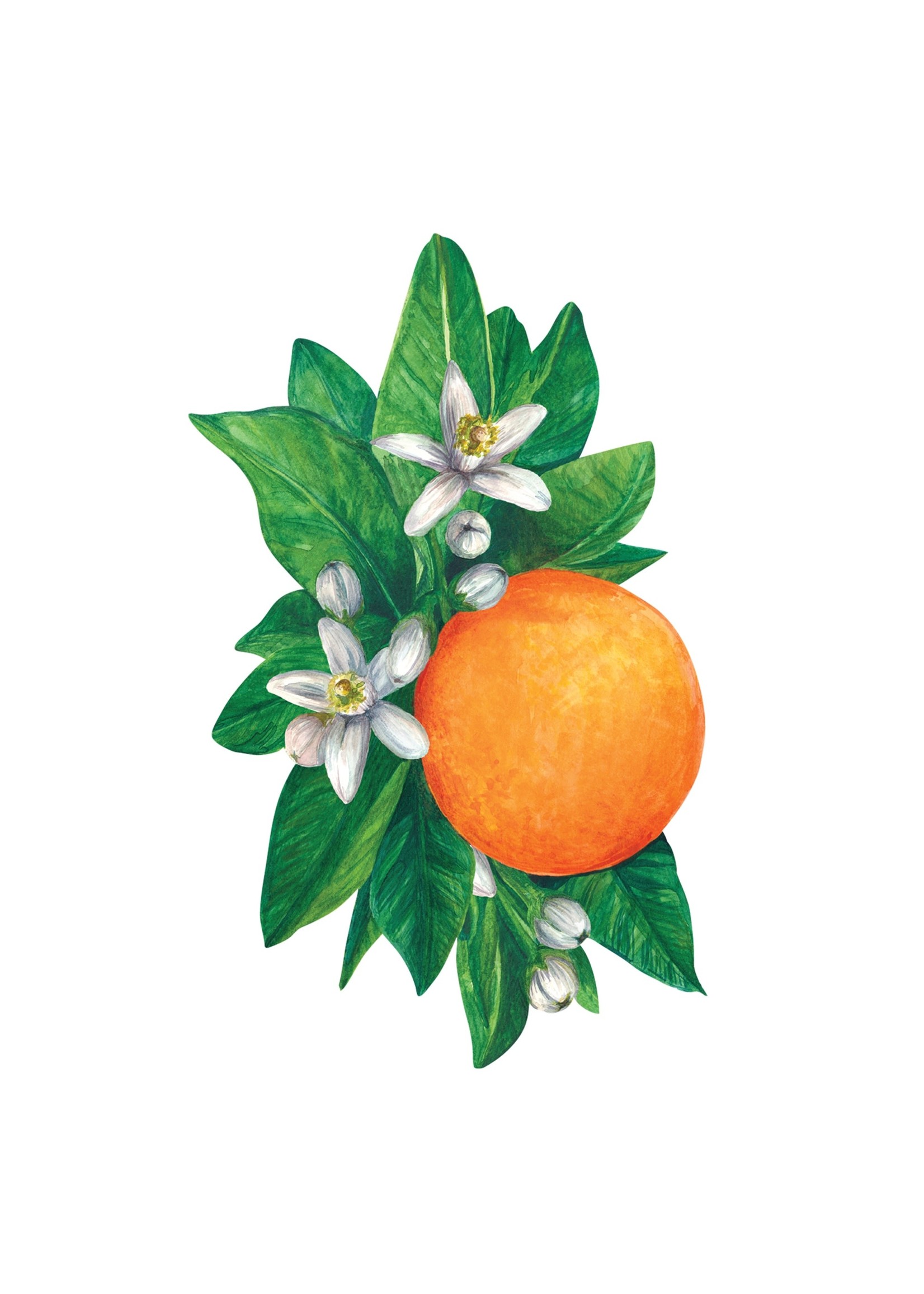 Hester & Cook Table Accents - Orange Blossom (pack of 12)