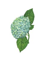 Hester & Cook Table Accents - Hydrangea (pack of 12)
