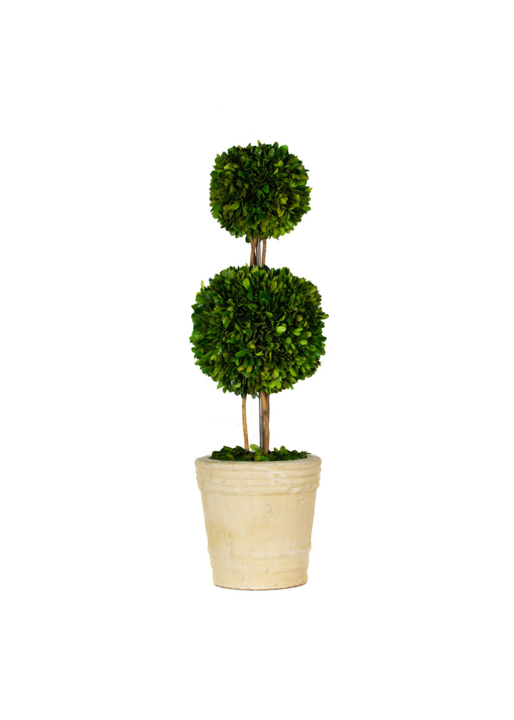 Boxwood Topiary - Preserved Double Ball Tree 30"