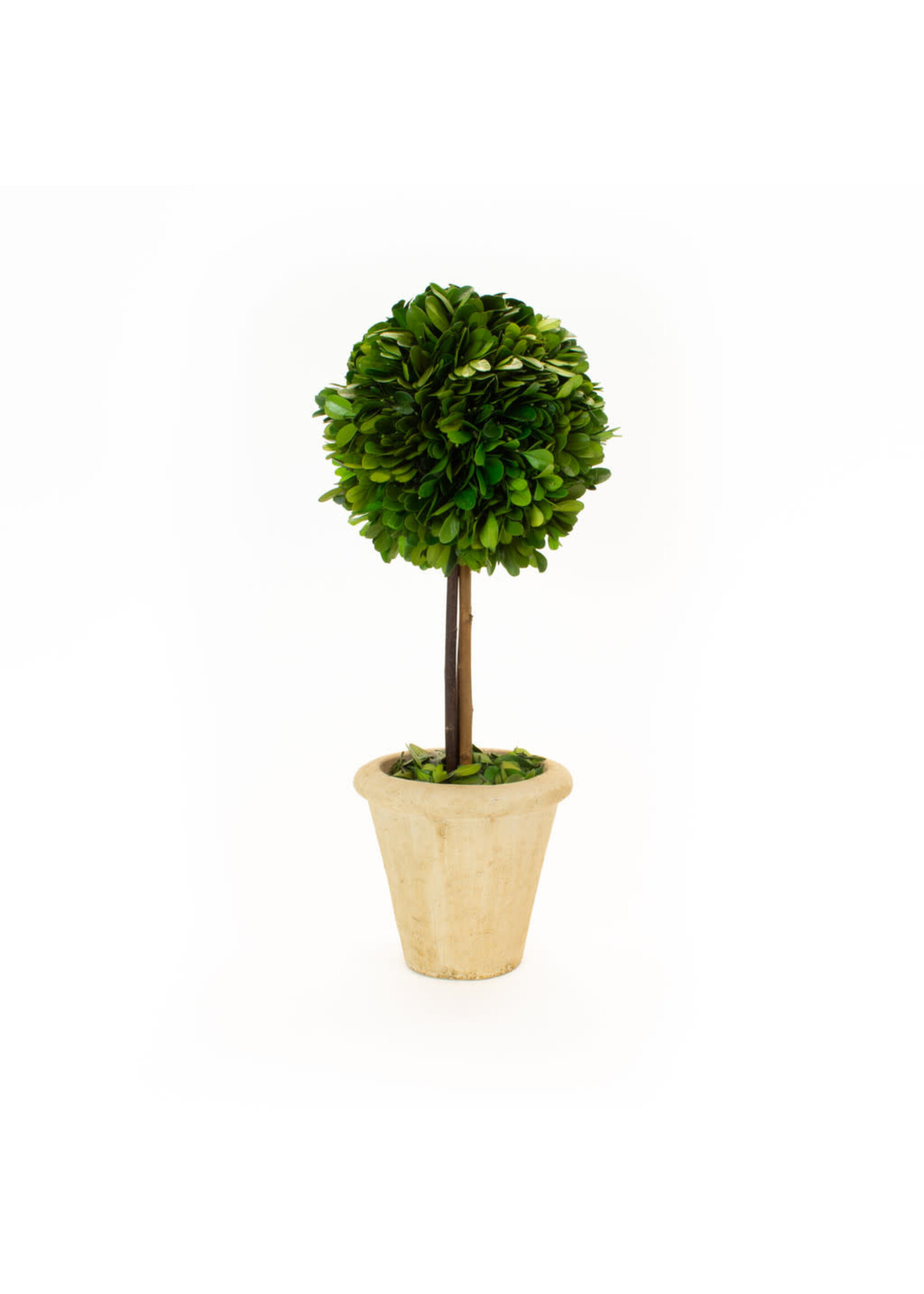 Mills Floral Company Boxwood Topiary - Preserved Single Ball Tree 16"