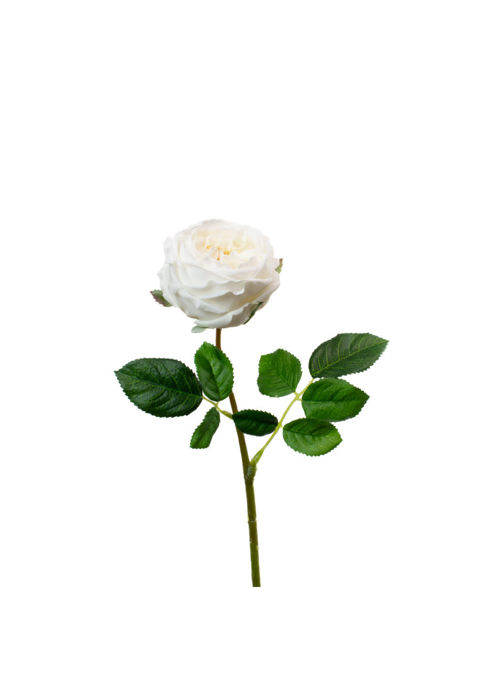 English Rose White 17"