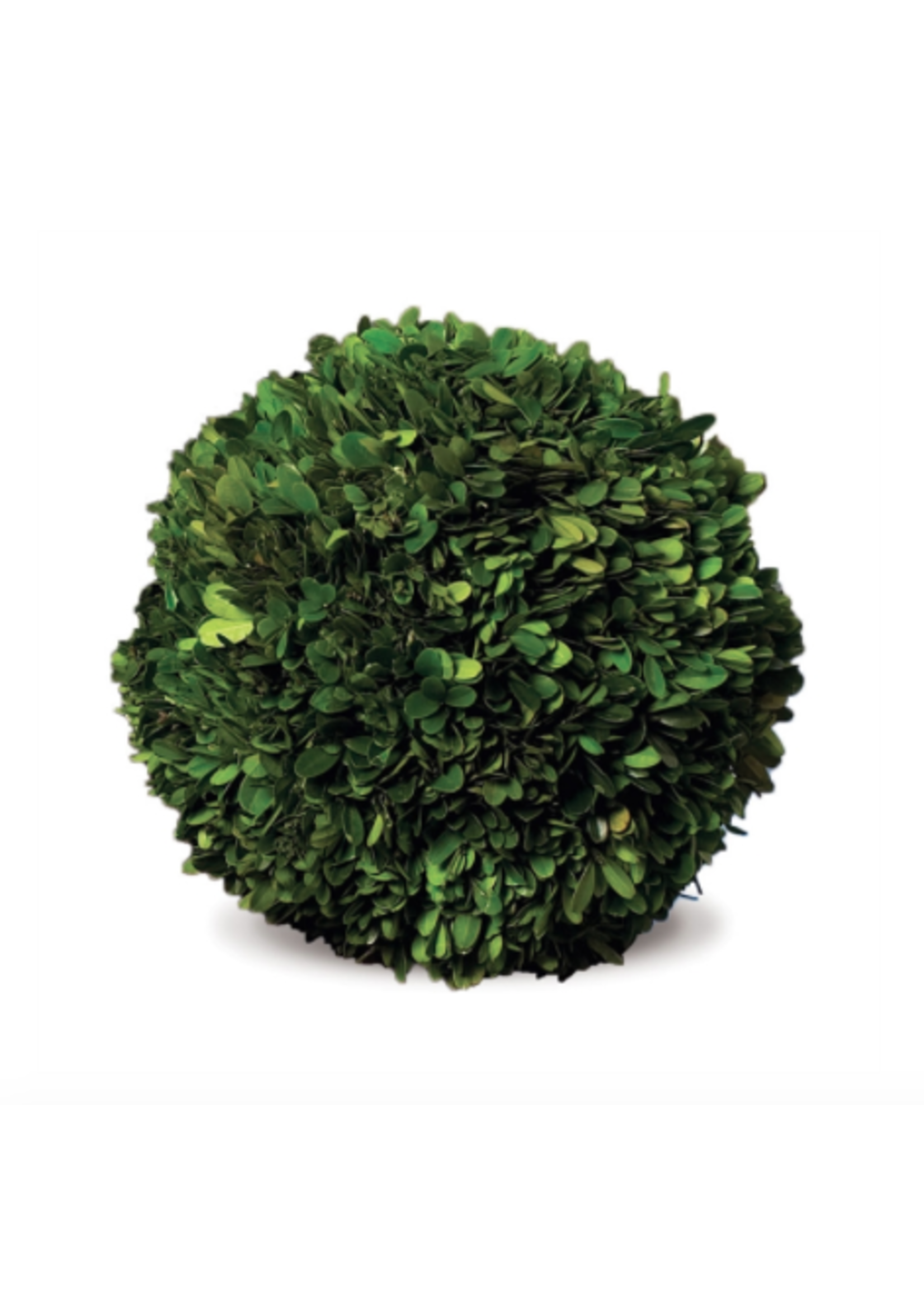Boxwood Topiary - Preserved Ball 10"