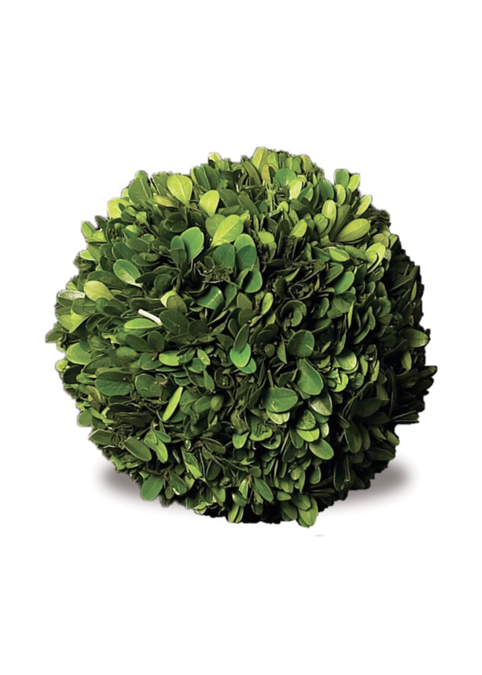 Boxwood Topiary - Preserved Ball 6"