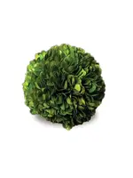 Boxwood Topiary - Preserved Ball 4"