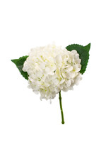 Hydrangea - Lace White 13"