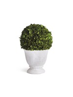 Boxwood Topiary - Ball in White Pot Small