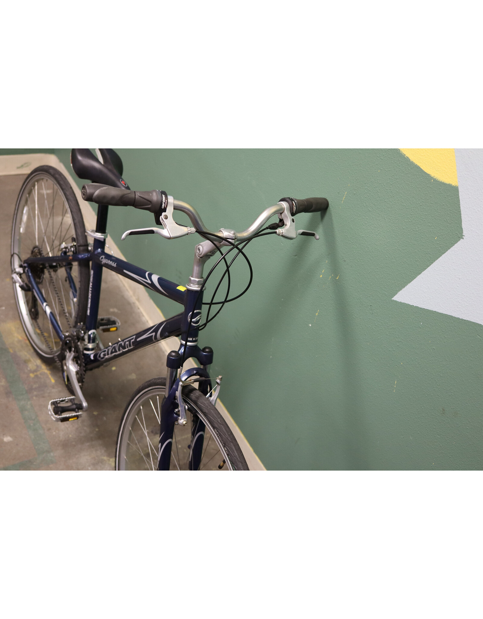 Giant 17" Giant Cypress