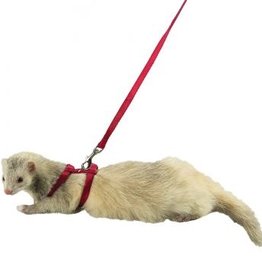 ferret pirate ship