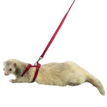 ferret leash and harness