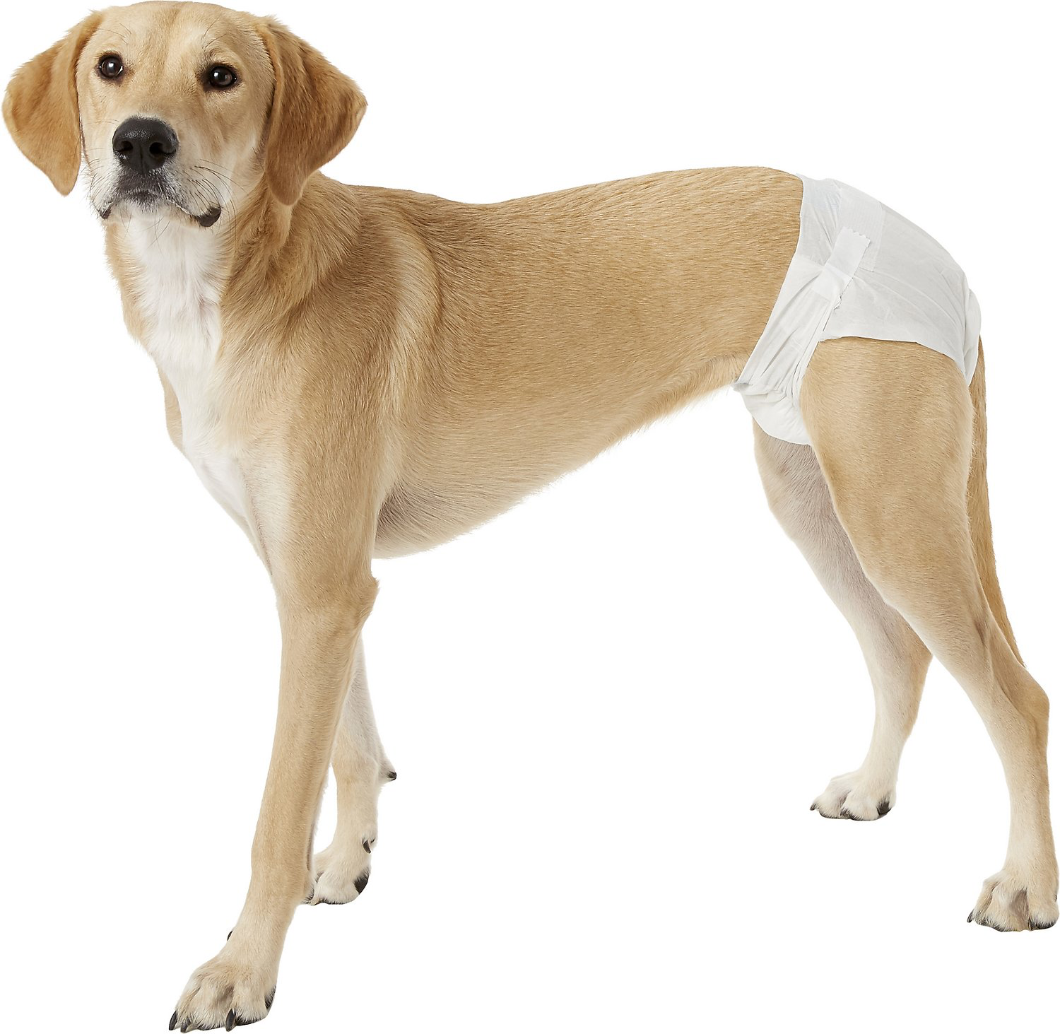 dog diapers female xl
