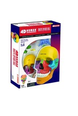 4D Didactic Exploded Skull Anatomy