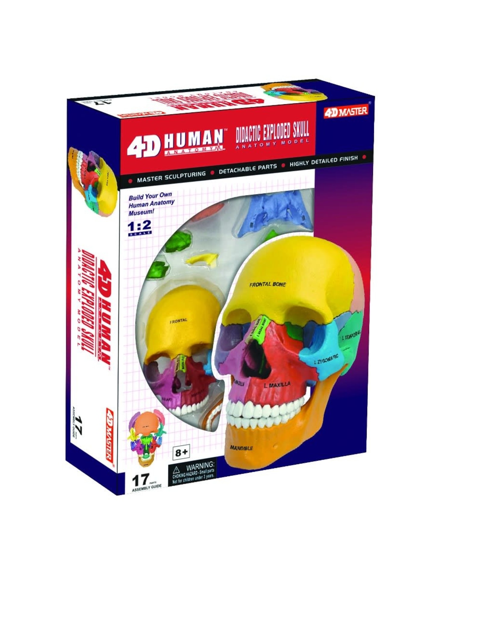 4D Didactic Exploded Skull Anatomy