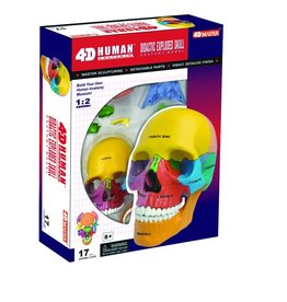 4D Didactic Exploded Skull Anatomy