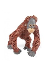 Orangutan Baby