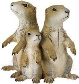 Prairie Dogs