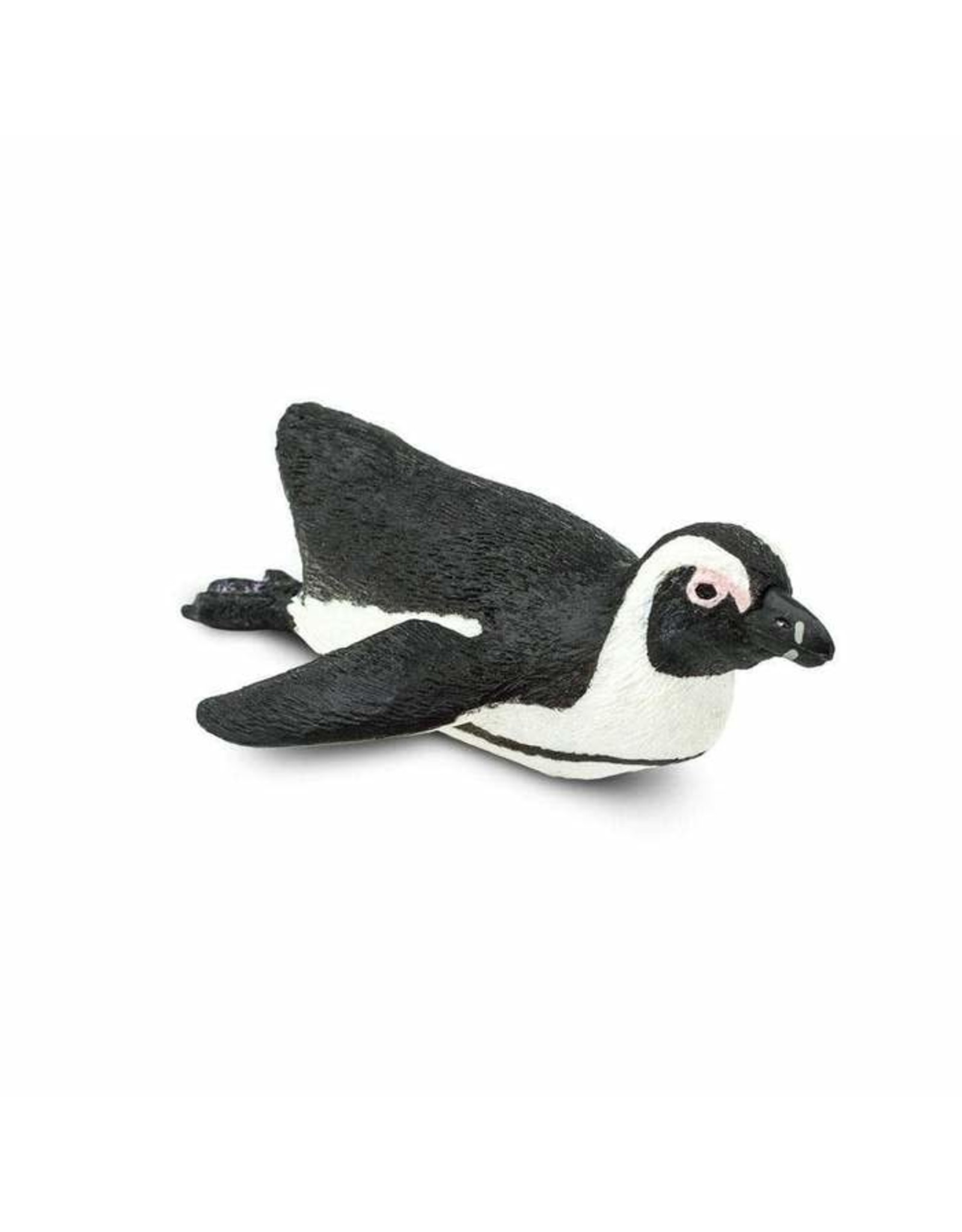 South African Penguin