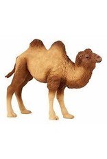 Bactrian Camel