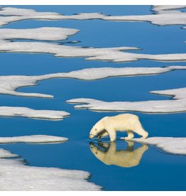 Polar Bear on Ice 500 pc