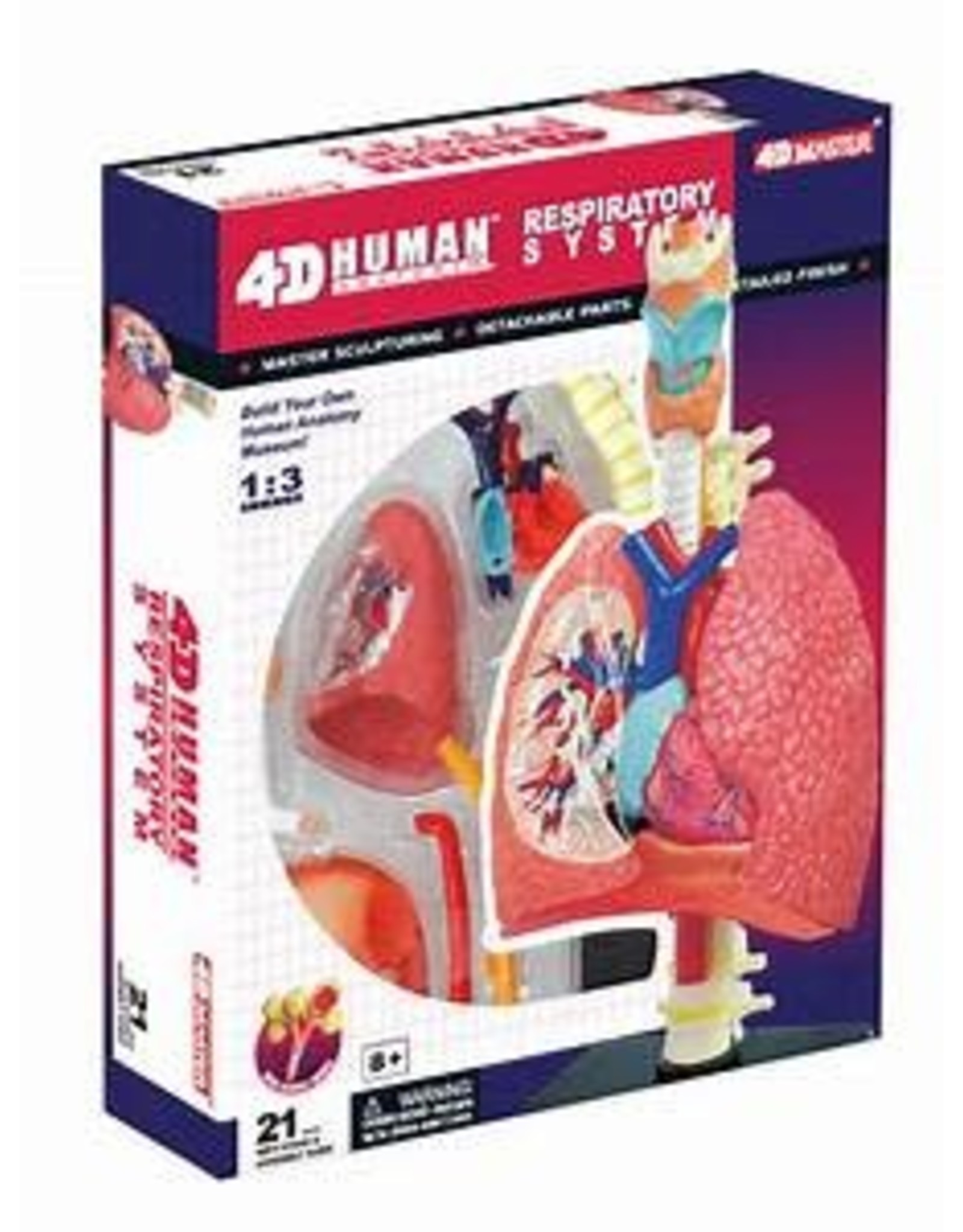 4D Respiratory System Anatomy