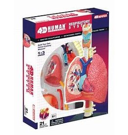 4D Respiratory System Anatomy