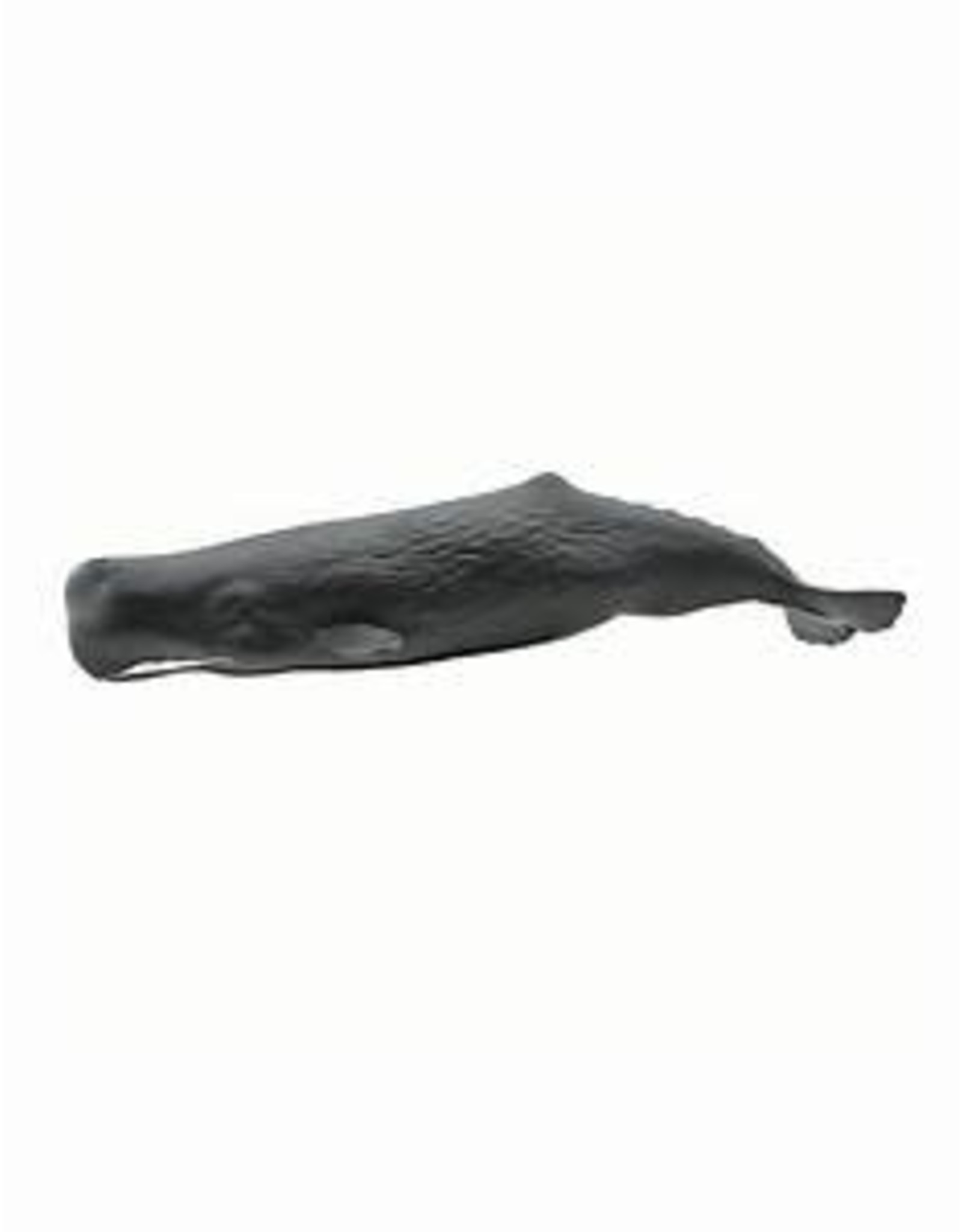 Sperm Whale