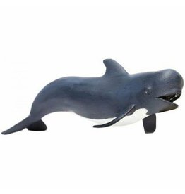Pilot  Whale