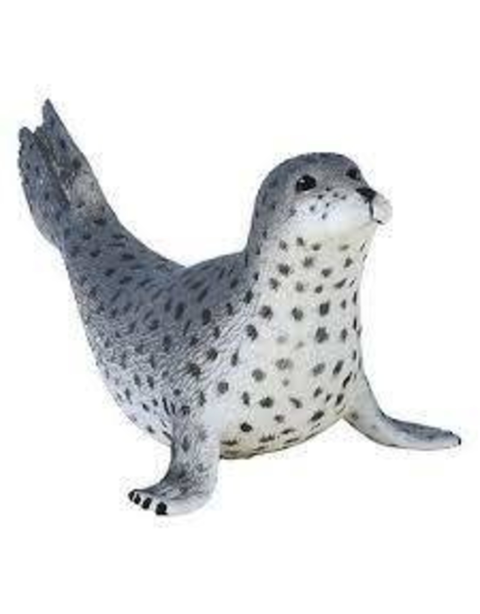Spotted Seal