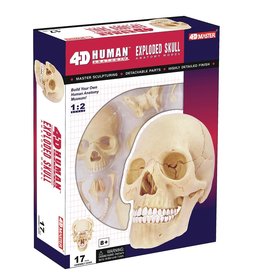 4D Human Skull Anatomy