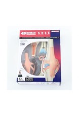 4D Knee Anatomy