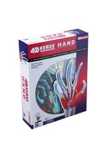4D Human Hand Anatomy
