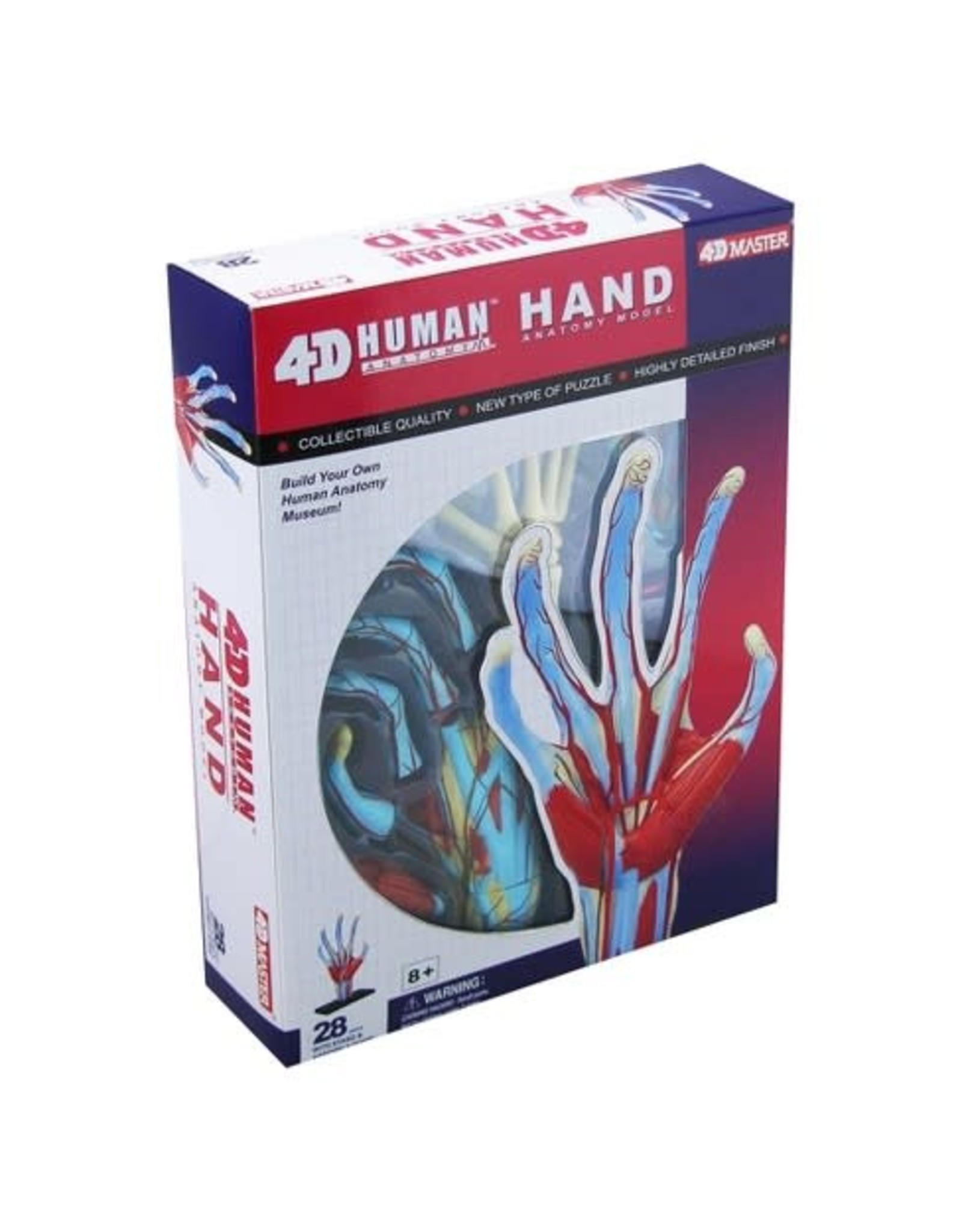 4D Human Hand Anatomy