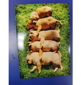 Dogs Laying on Grass Card
