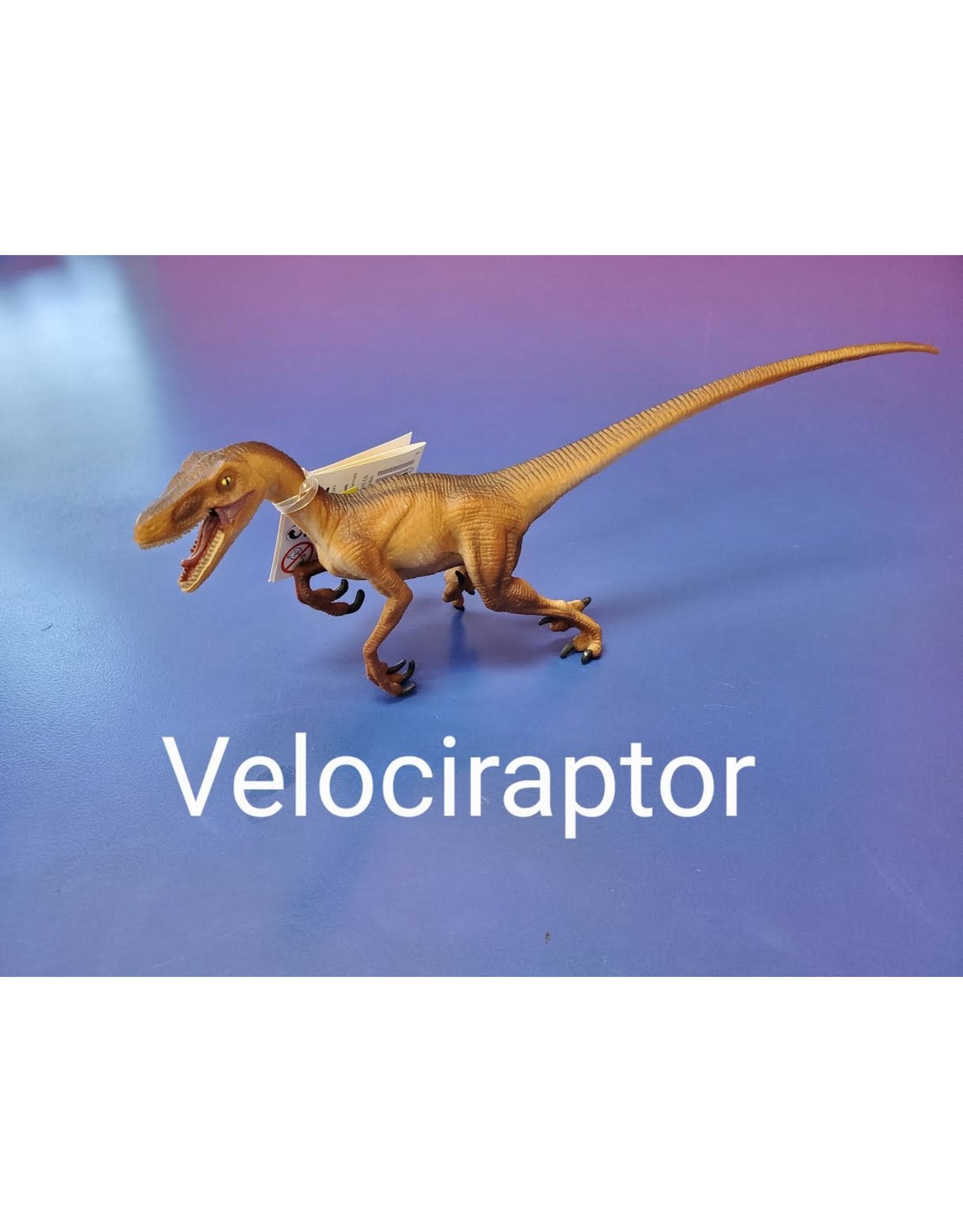 Velociraptor