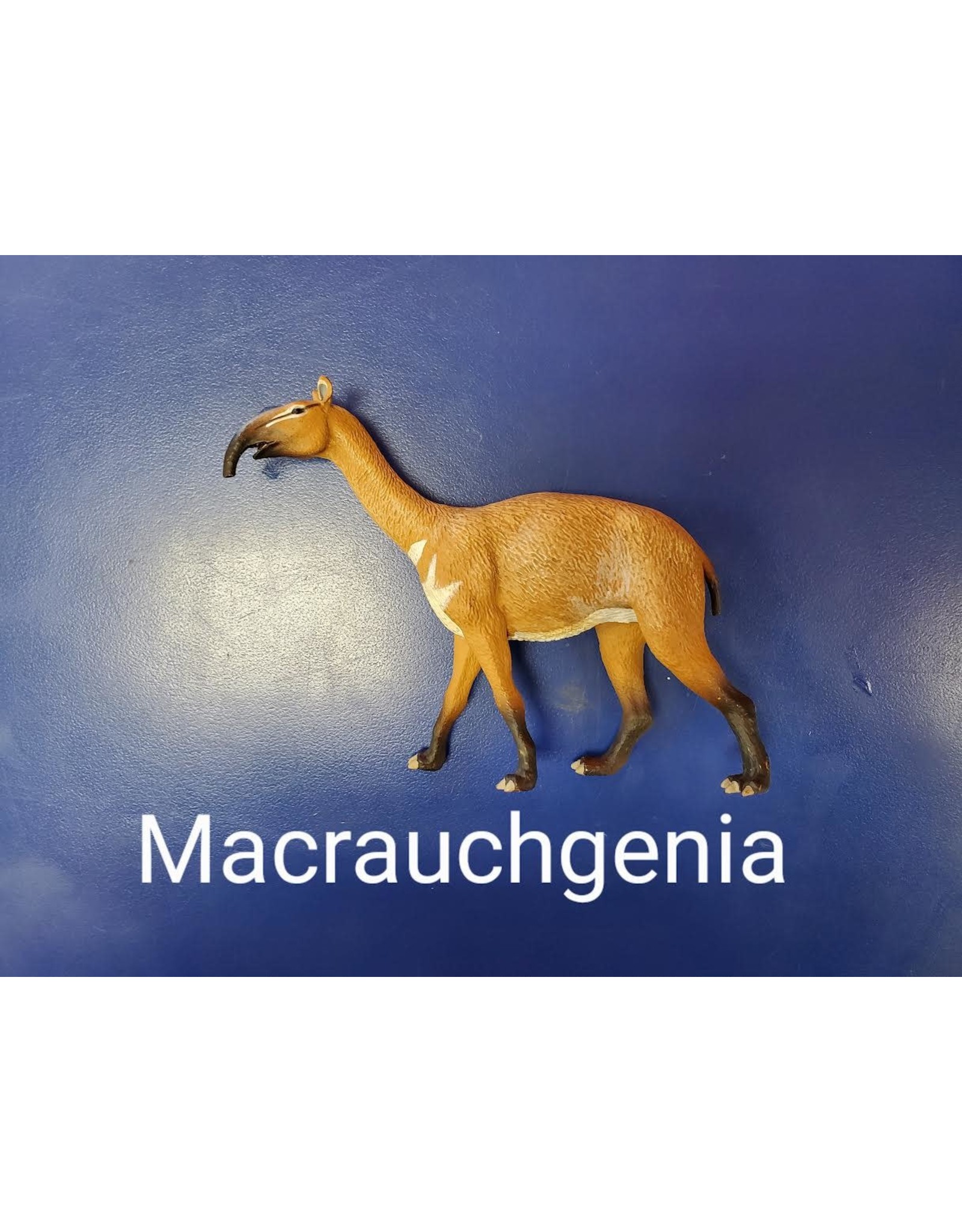 Macrauchgenia