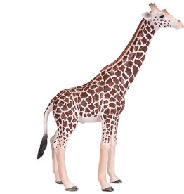 Giraffe Male