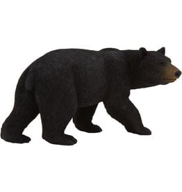 American Black Bear