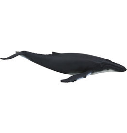 Humpback Whale