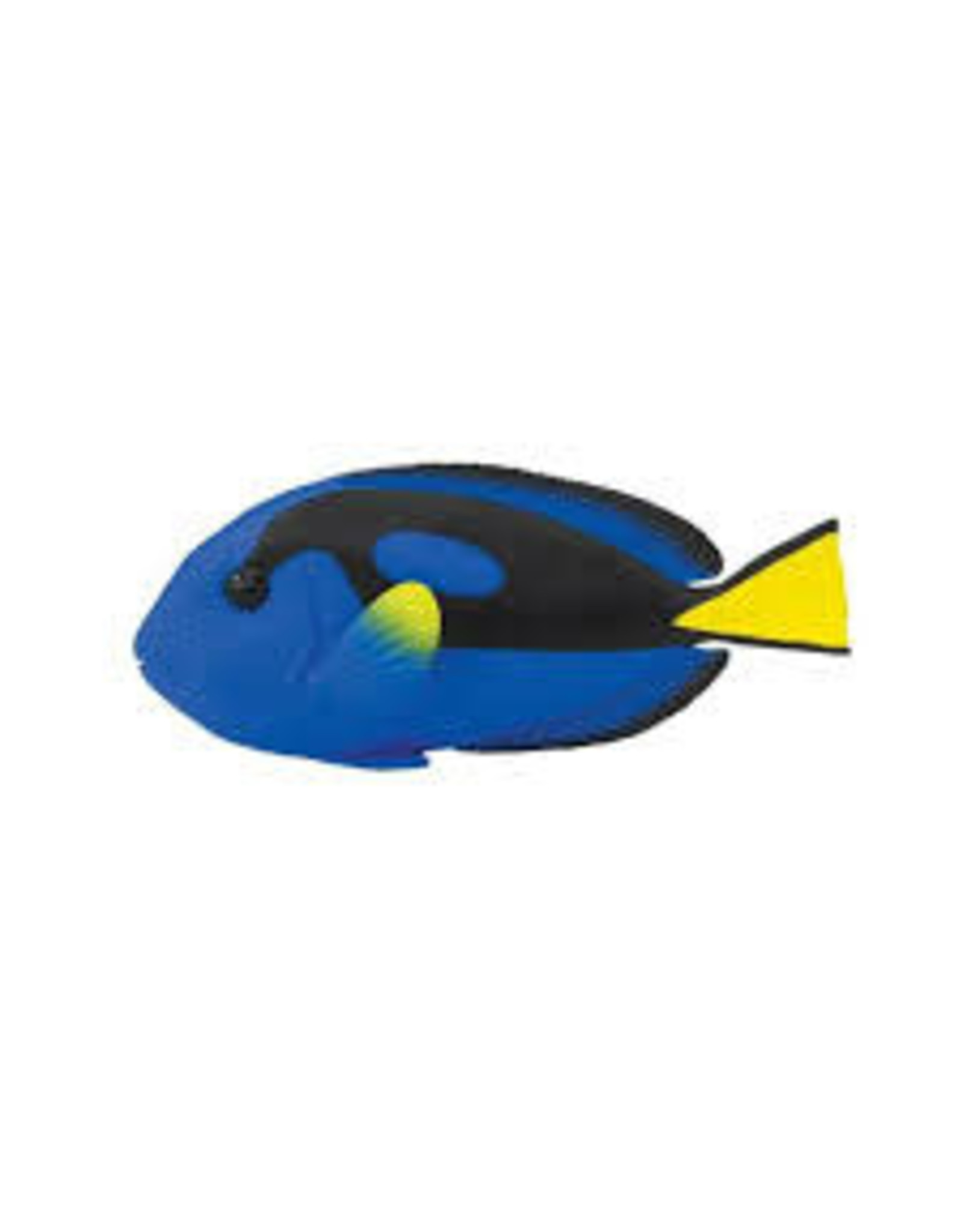 Blue Tang