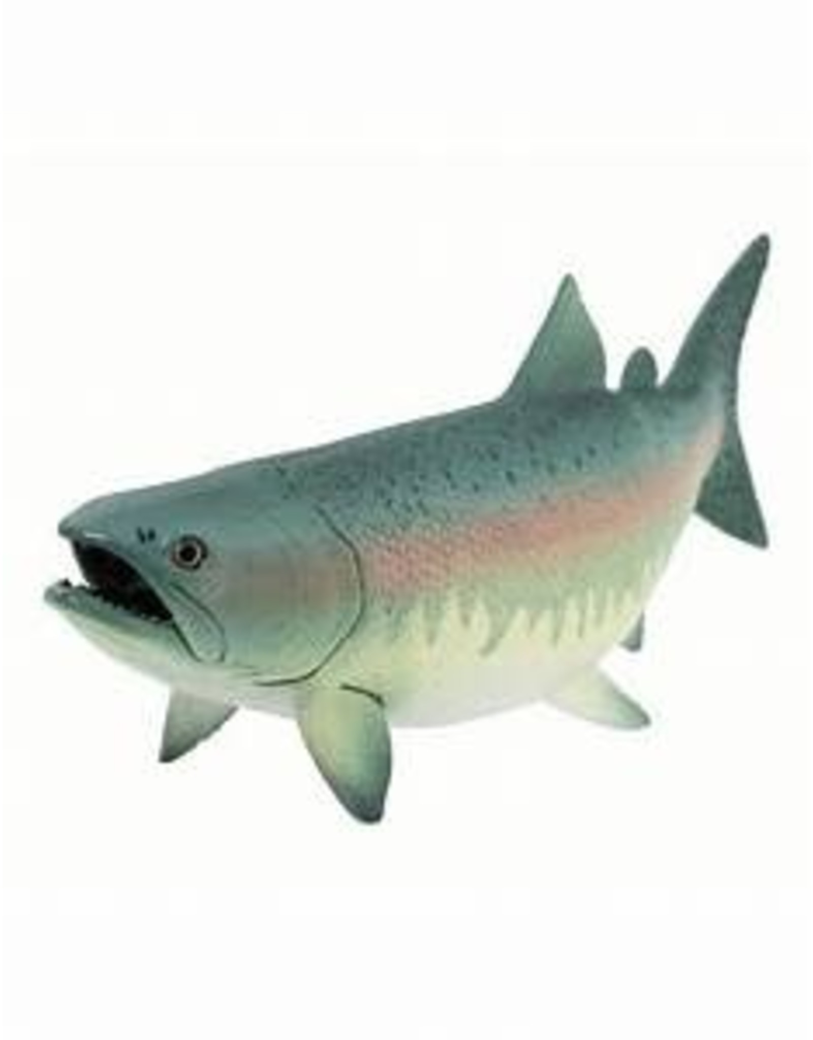 Salmon