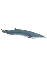 Sei Whale