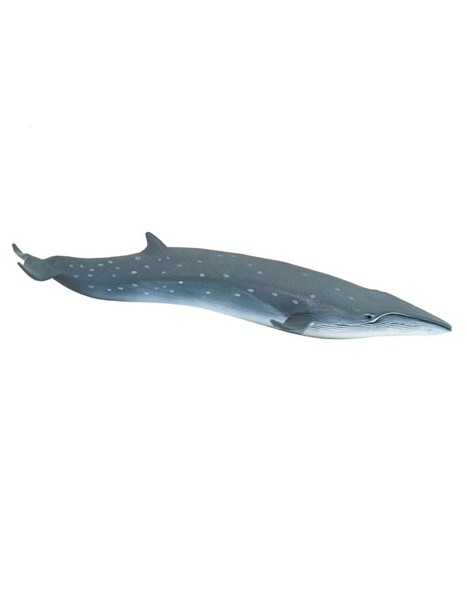 Sei Whale