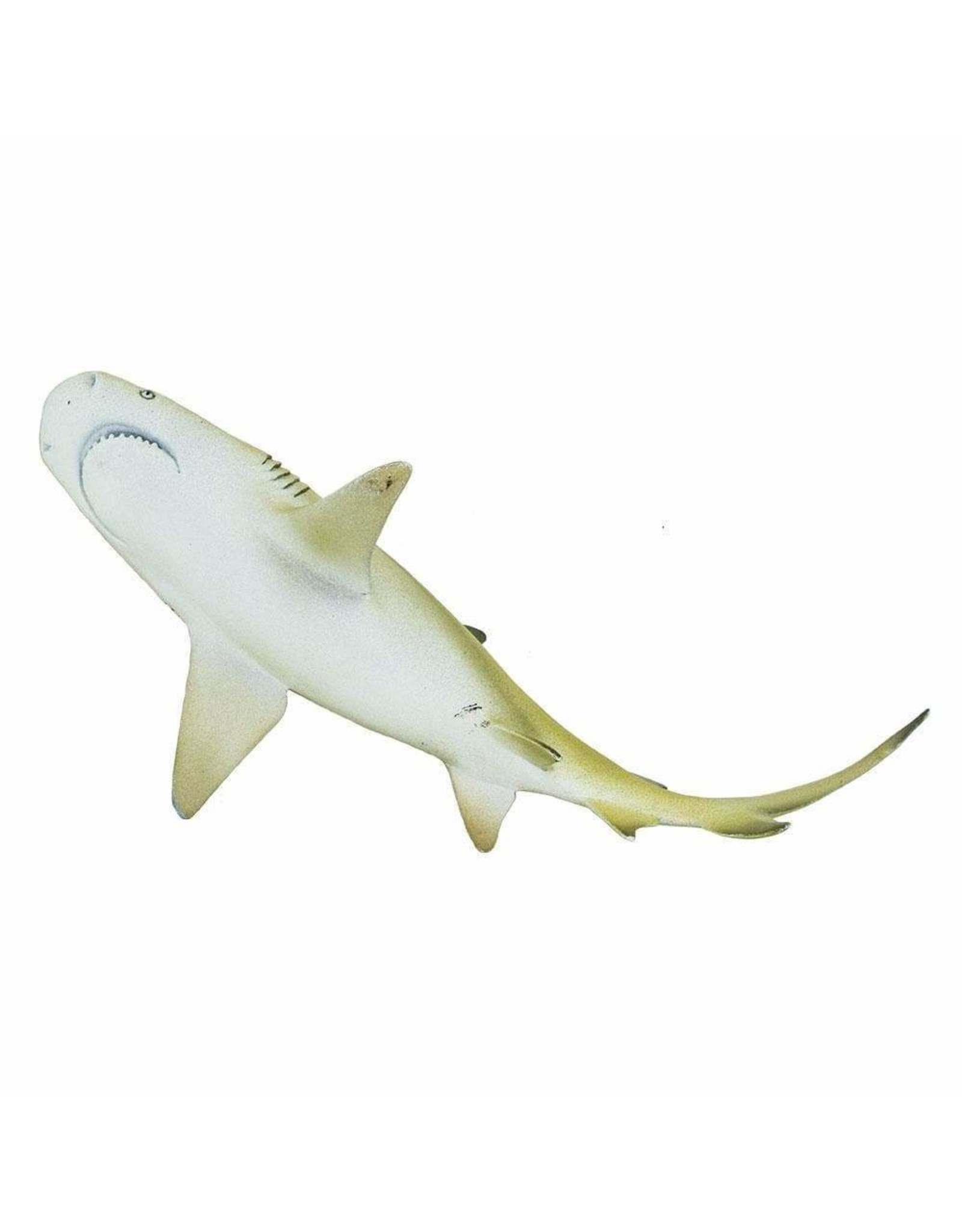 Lemon Shark