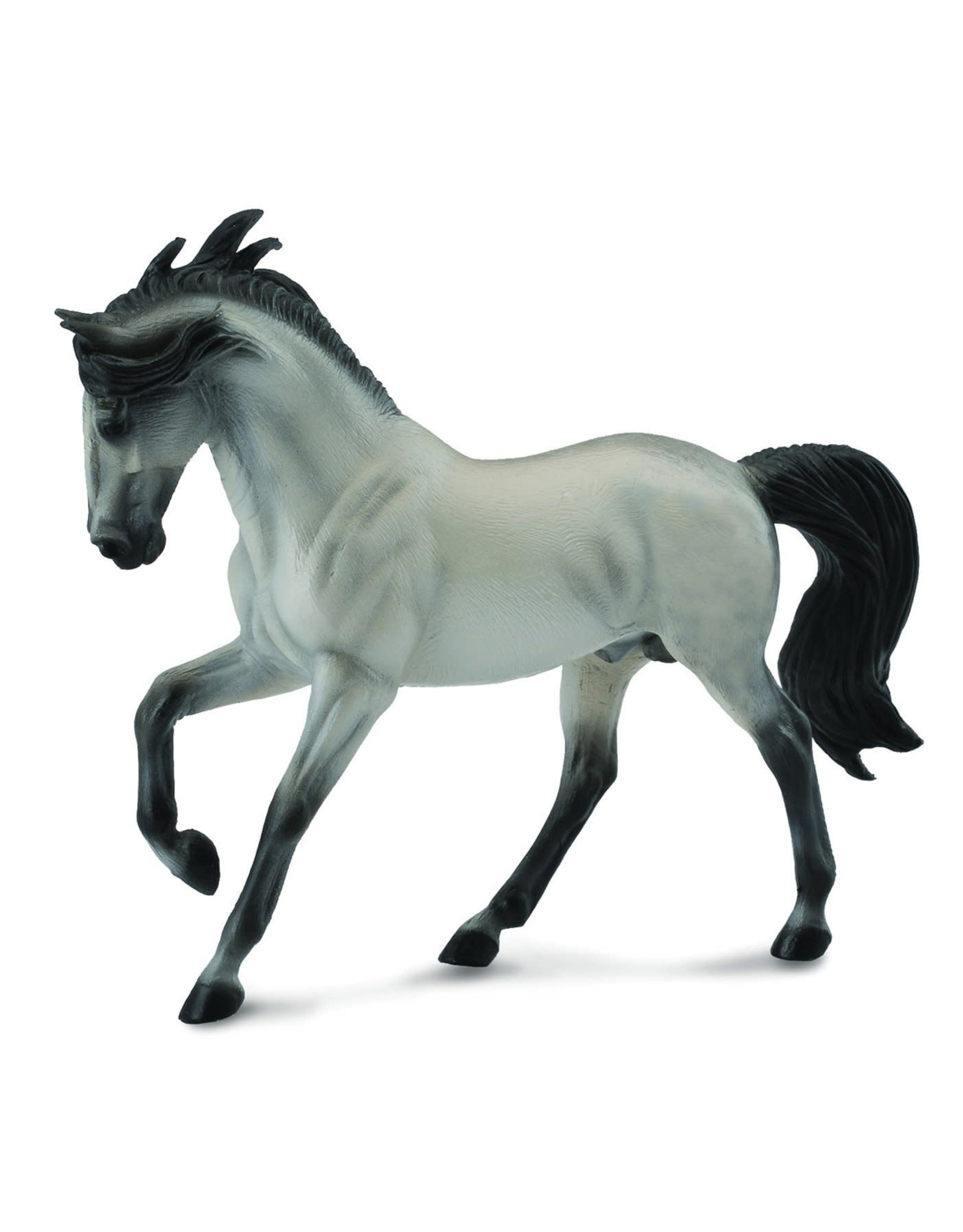 Grey Andalusian Stallion