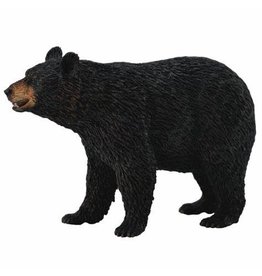 American Black Bear